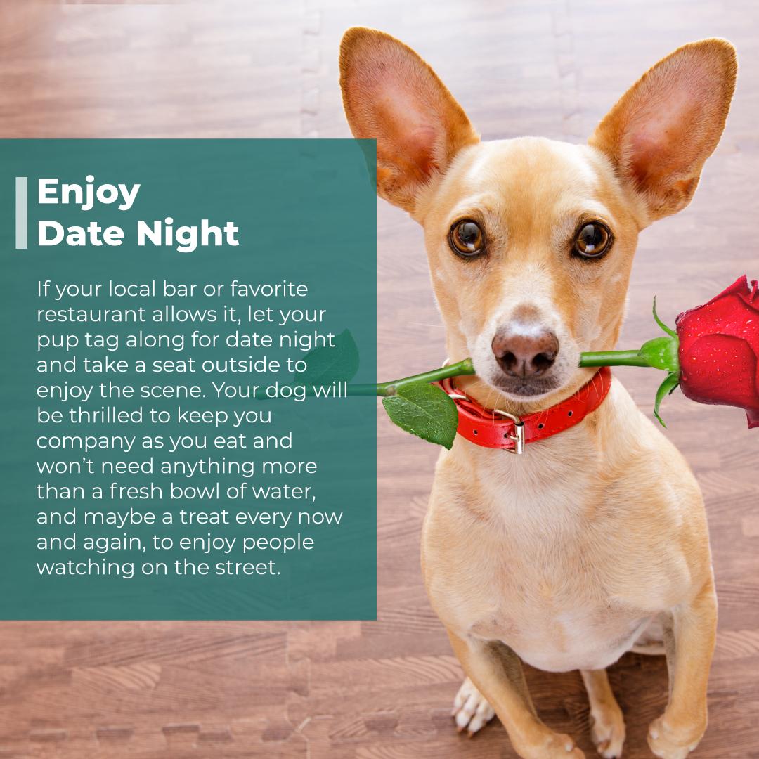 #holisticvetcare #pet #tips #dog #health #canine #spring #goodhabits #pet #date #love