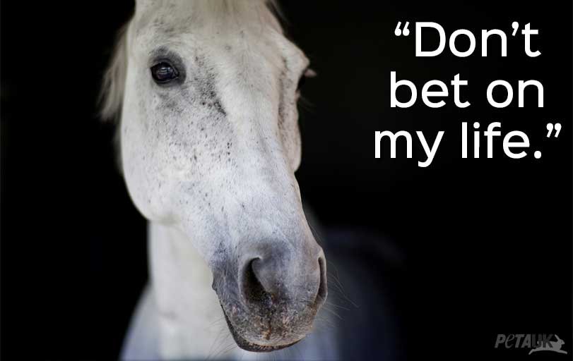 Peta Uk The Grand National Kills Horses Youbettheydie Grandnational19 T Co Dv8gmyvnct Twitter Peta Uk The Grand National Kills Horses Youbettheydie Grandnational19 T Co Dv8gmyvnct Twitter