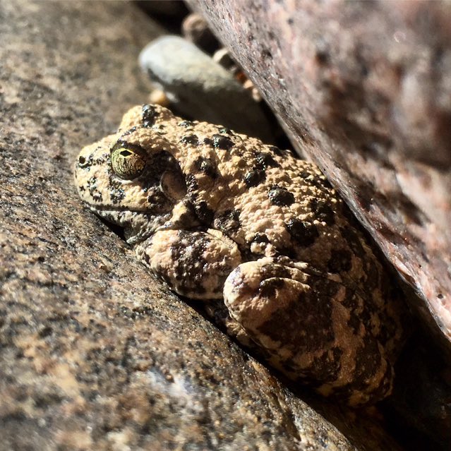 mtbogan's tweet photo. Canyon treefrog (Hyla arenicolor) basking in perfect “rock” pose along Willow Creek, AZ #treefrogtuesday https://t.co/ysnIopny6g