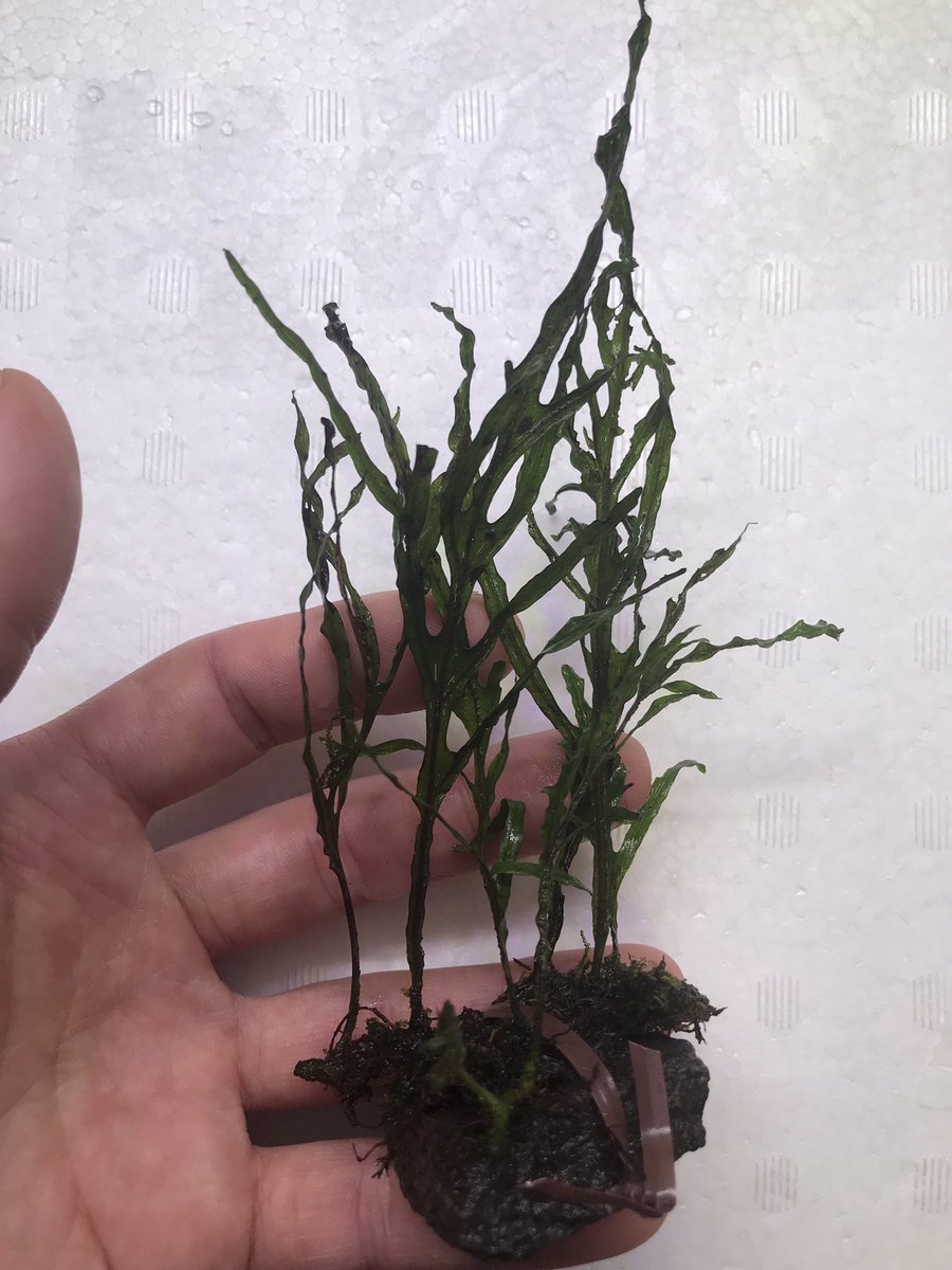you55824654's tweet photo. TB便着弾 その③
Microsolium pteropus“Posuk”Ambalau

これは水中にいこうかな…
#Microsolium #TB便 https://t.co/8wwmuLBMvy