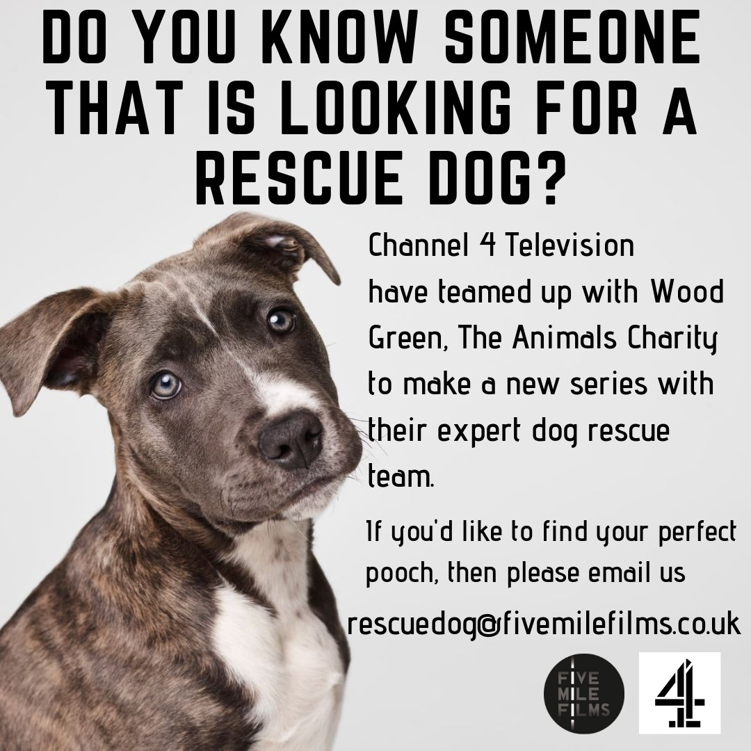 five_mile_films's tweet photo. Want to be matched with your perfect rescue dog? 💕@channel4 have teamed up with @woodgreen to offer expert matching &amp; lifelong support to people with love and care to offer a rescue dog. Email rescuedog@fivemilefilms.co.uk or txt 07925 395829. #AdoptDontShop @londondogweek https://t.co/xvKwHS6wmD