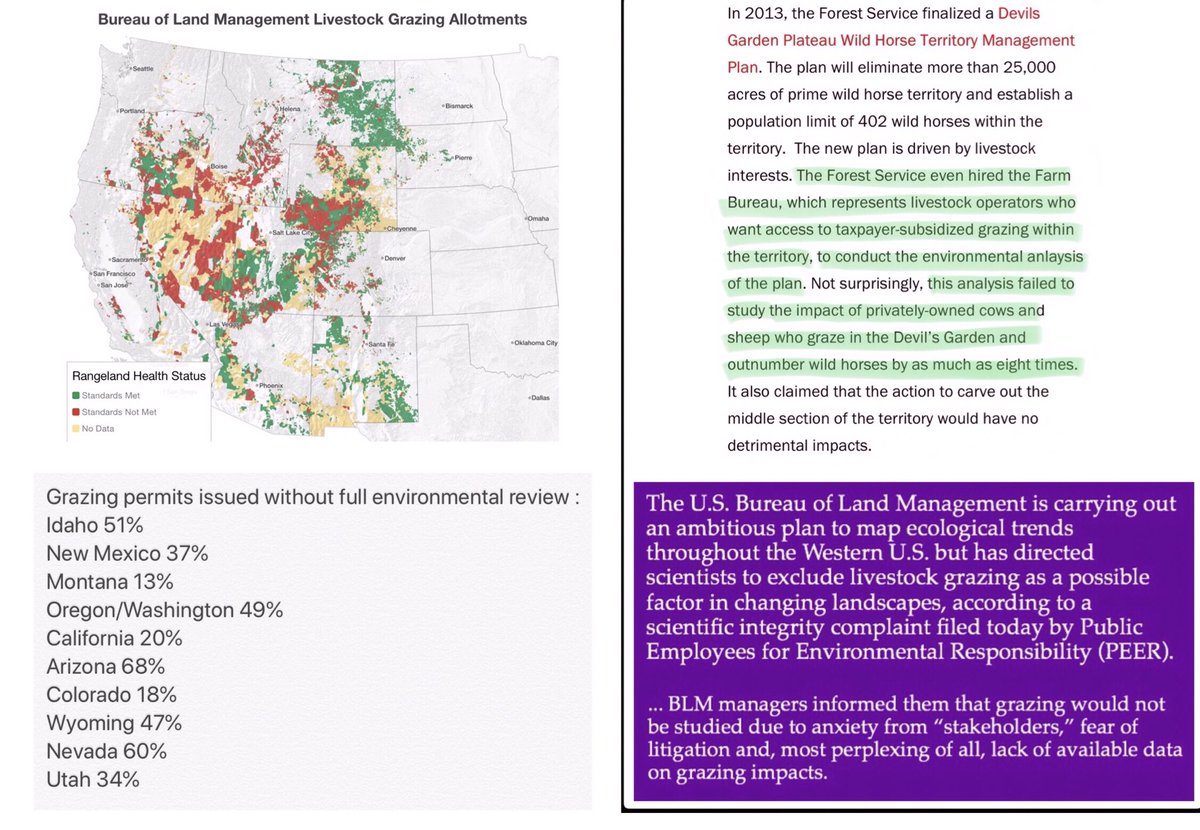 Blueequus775's tweet photo. Donโt let @BLMWHB gaslight you when they say #wildhorses are the problem on #public lands. #CountTheCows
@NRDems @OversightDems @nytimes @TIME @NatGeo @PBS @NPR @AP @thehill @HuffPost @RepRaulGrijalva @JillWineBanks @repdinatitus @RepRubenGallego @RepDebHaaland https://t.co/Ajg01ZL0QX