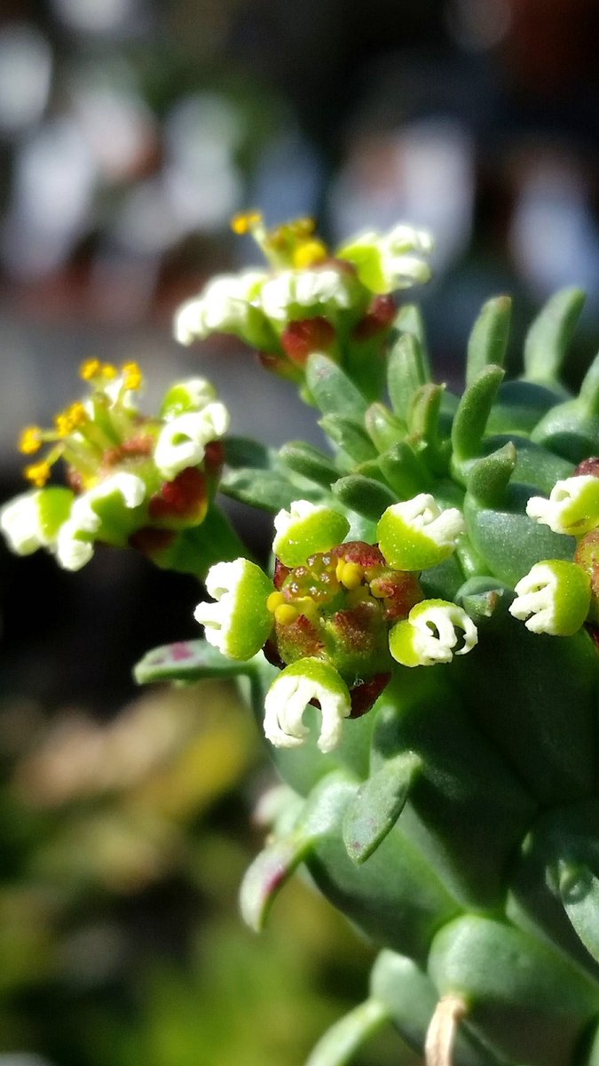 mimulusly's tweet photo. #AngiospermAlphabet day 5: E is for #Euphorbiaceae, the spurge family. Here are some fantastically weird flowers from the type genus #Euphorbia! #uconneeb #botany https://t.co/4hhBO79tO1
