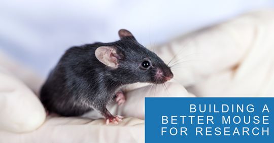 KentScientific's tweet image. Do researchers need better mice? Recent studies show there may be little advantage to using traditional inbred mouse populations for biomedical research: ow.ly/wr3C30oc9Gh #KentConnects #labresearch
