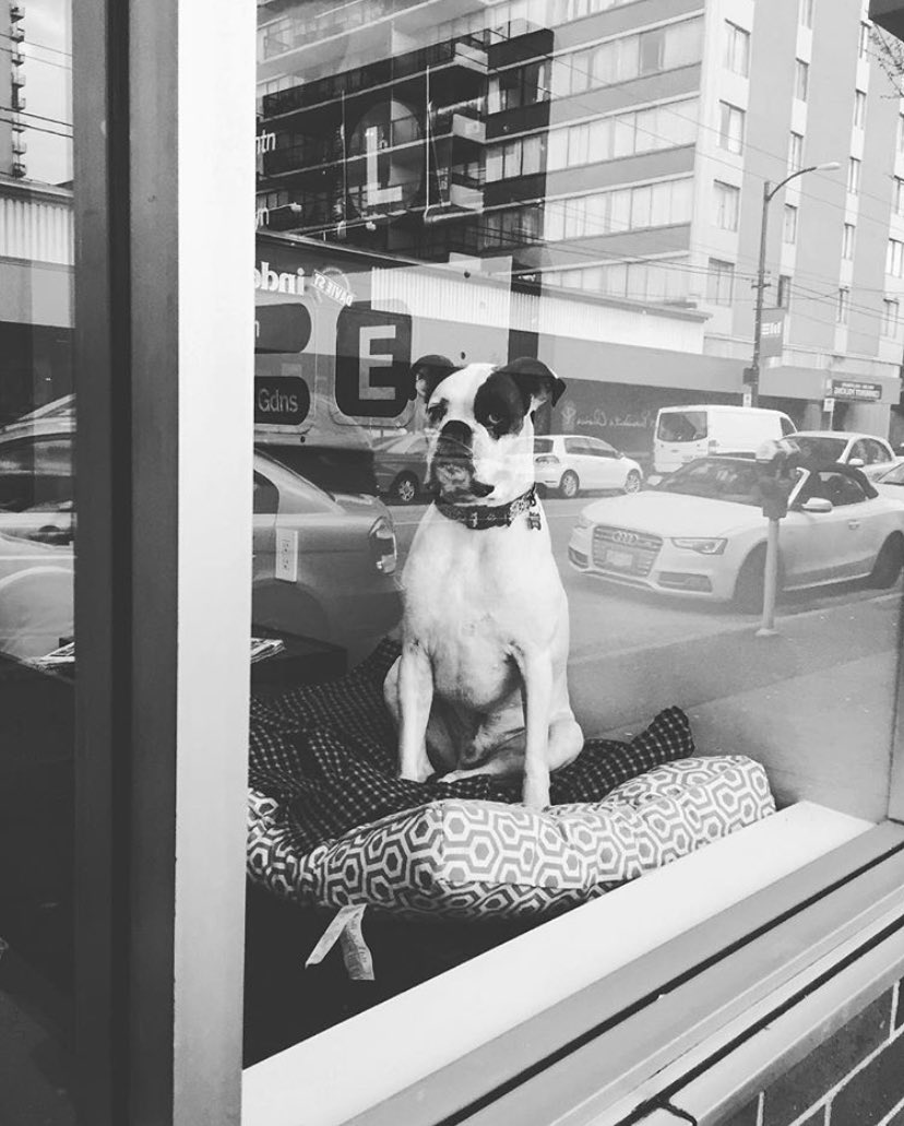 ingridzamarripa's tweet photo. #vancouver #photography #travel #bnw #dog #dogsinvancouver #vancouverdogs #monochrome #petlover #portrait #cityofvancouver #streetphotography #mexicana #bc #britishcolumbia #daviestreet #blackandwhite https://t.co/0RajRz3AoI