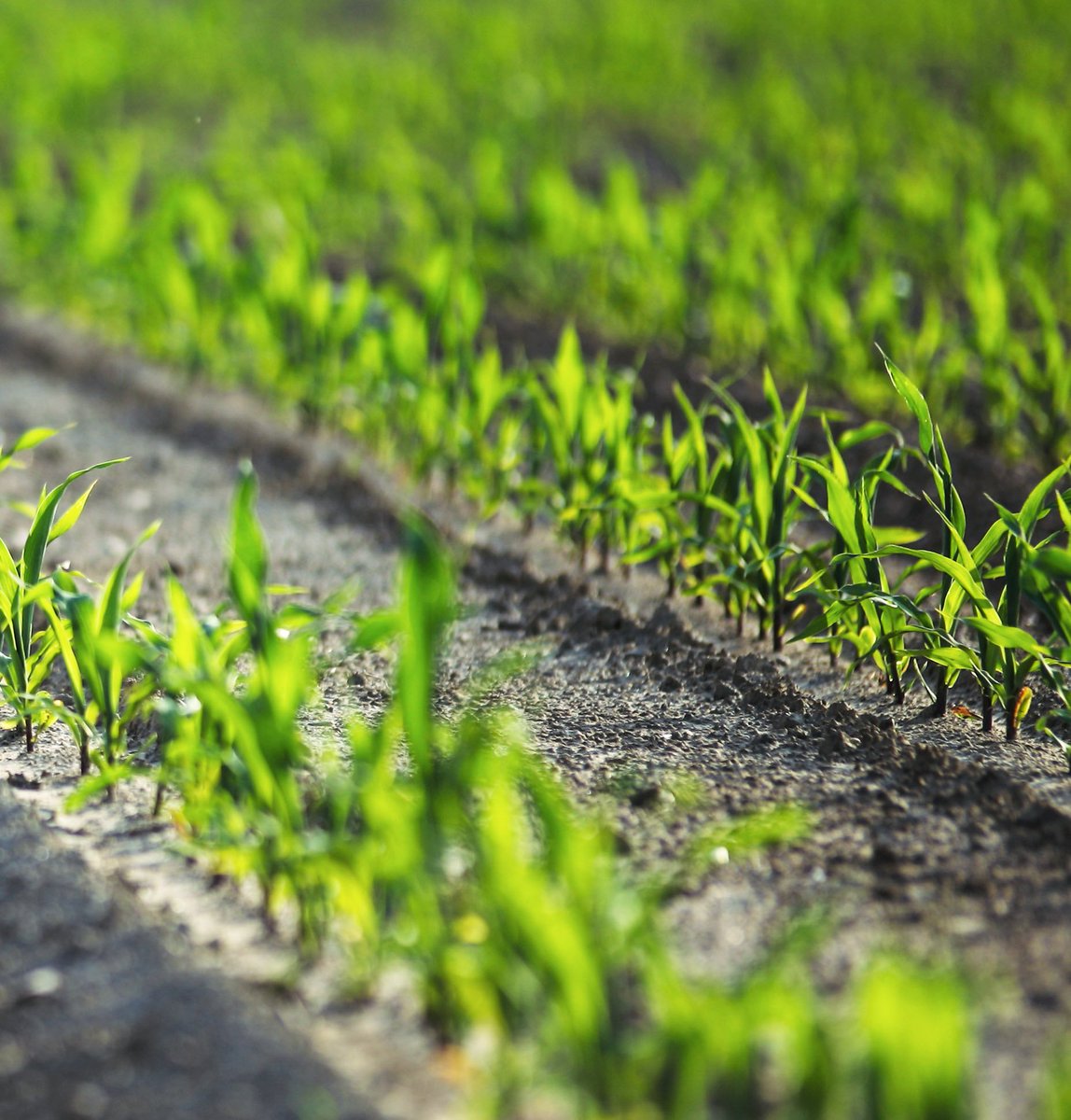 AGRONUTRITION's tweet photo. #Maïs #microfertilisation au semis Azote-Phosphore : une étape clé pour un bon démarrage !🌽 Comment garantir une levée homogène, rapide et un
chevelu racinaire dense ? Nos experts @agronutrition vous conseillent.
https://t.co/UkFCU5fuMe https://t.co/aCpPzPYSbJ