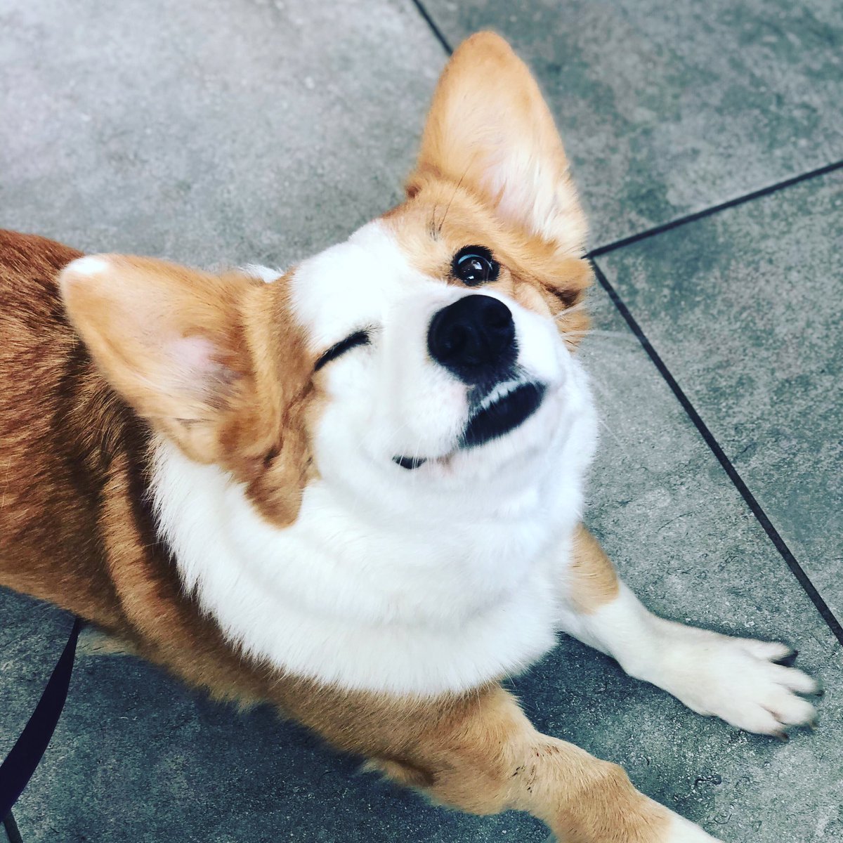takithecorgi's tweet image. 