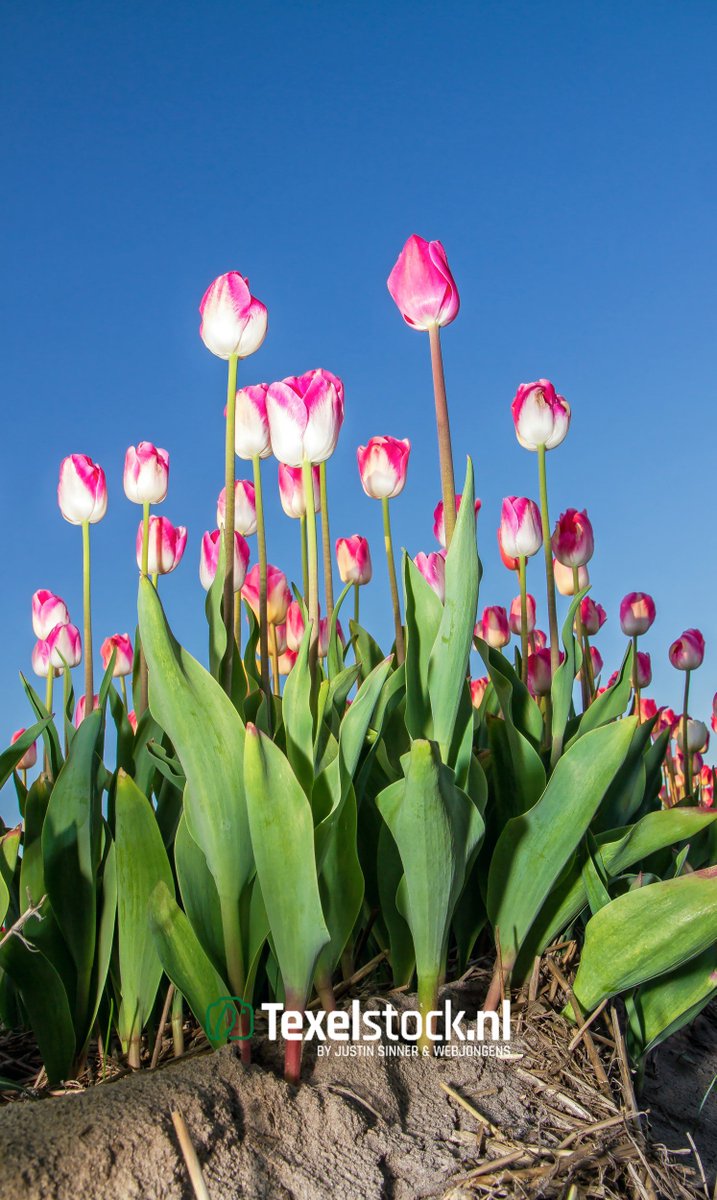 TexelStock's tweet photo. Bekijk de Texelse tulpen eens vanuit een ander perspectief! 
https://t.co/8N0ikwKh6S

Foto: Justin Sinner Pictures - Fotografie https://t.co/X00m0fVcsn