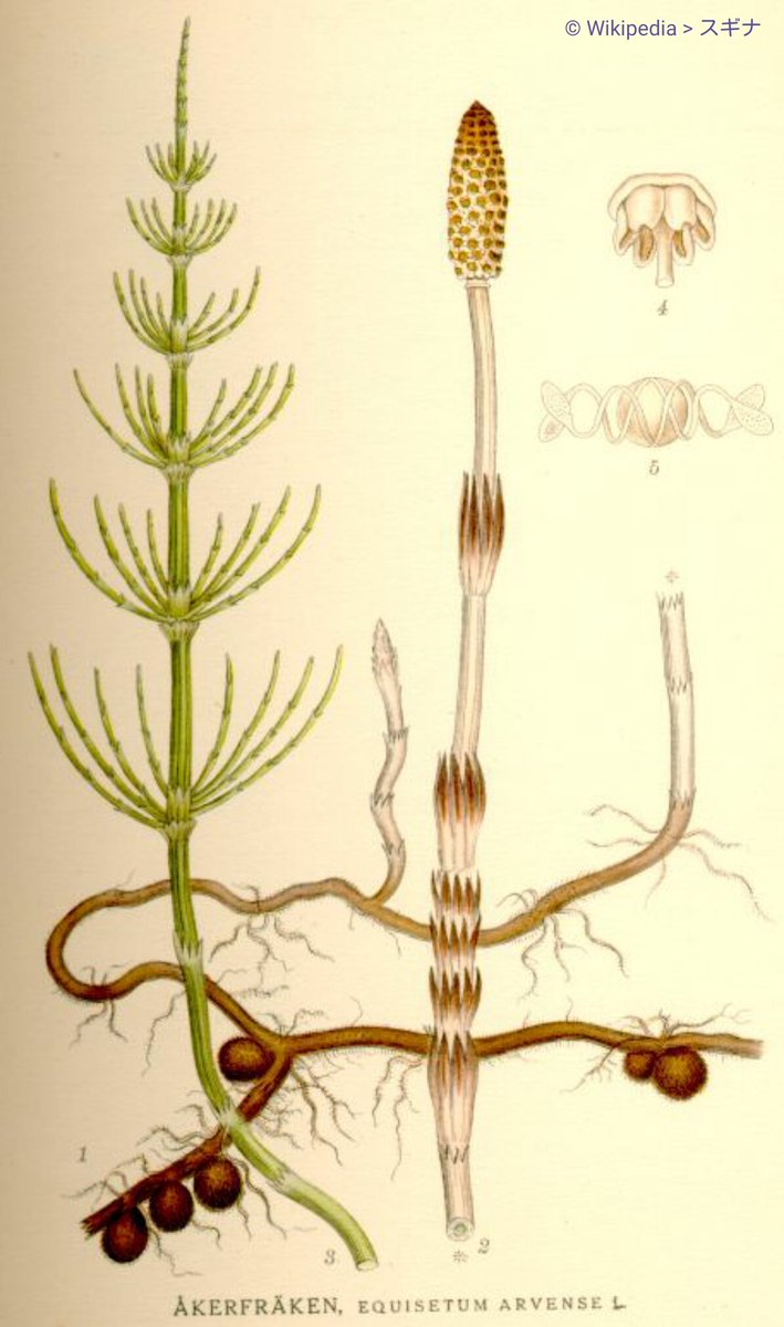 ねこあつめ今日のあいことば בטוויטר 19年3月26日 つくづくし 土筆 つくつくし とも ツクシの別名 季 春 つくし 土筆 筆頭菜 早春に出るスギナの胞子茎 筆状で淡褐色 節に はかま とよぶ葉がつく 頂部から胞子を出すと枯れる 食用 筆頭菜