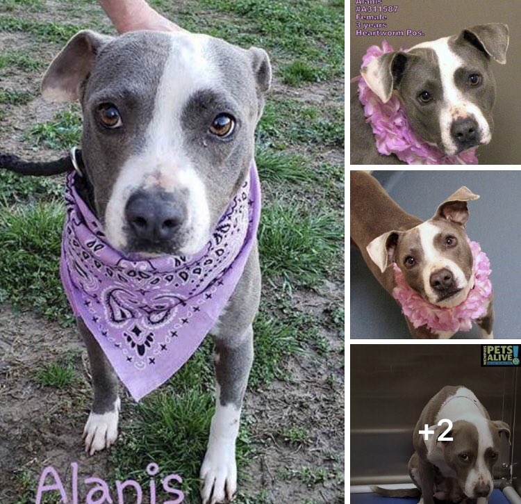 reddogsusie's tweet photo. #TN #MEMPHIS
🆘🆘CODE RED Alanis 3yo hw+ girl, TOTALLY OVERLOOKED! Abandoned by her owner, Alanis is a very sweet shy girl, nice manners who desperately needs a home now! #ADOPT #PLEDGE #RESCUE #FOSTER #A311587 SHELTER IS FULL-DON’T LET HER DIE 4 SPACE!
https://t.co/lSLOEhm7nB https://t.co/lOz7ItfkYI