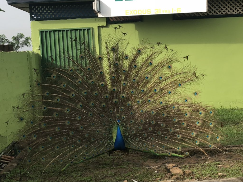 vivalavoltaugbs's tweet photo. What  are you? Ferocious as a crocodile 🐊, wise as a tortoise 🐢 or proud as a peacocks 🦚? #DestinationLeg @thePOE_T #animals #lavidaloca #TourismMarketing https://t.co/OxiZnHgk8o
