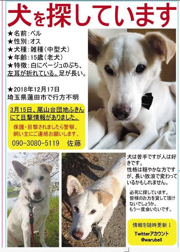 ハマチット 迷い犬 拡散希望 埼玉 いつもありがとうございます 3 28 木 内宿駅待ち合わせでべるくん捜索 チラシ配りをします 協力していただける方おりましたら Warubell までお願い致します T Co Sagef6bojy Twitter