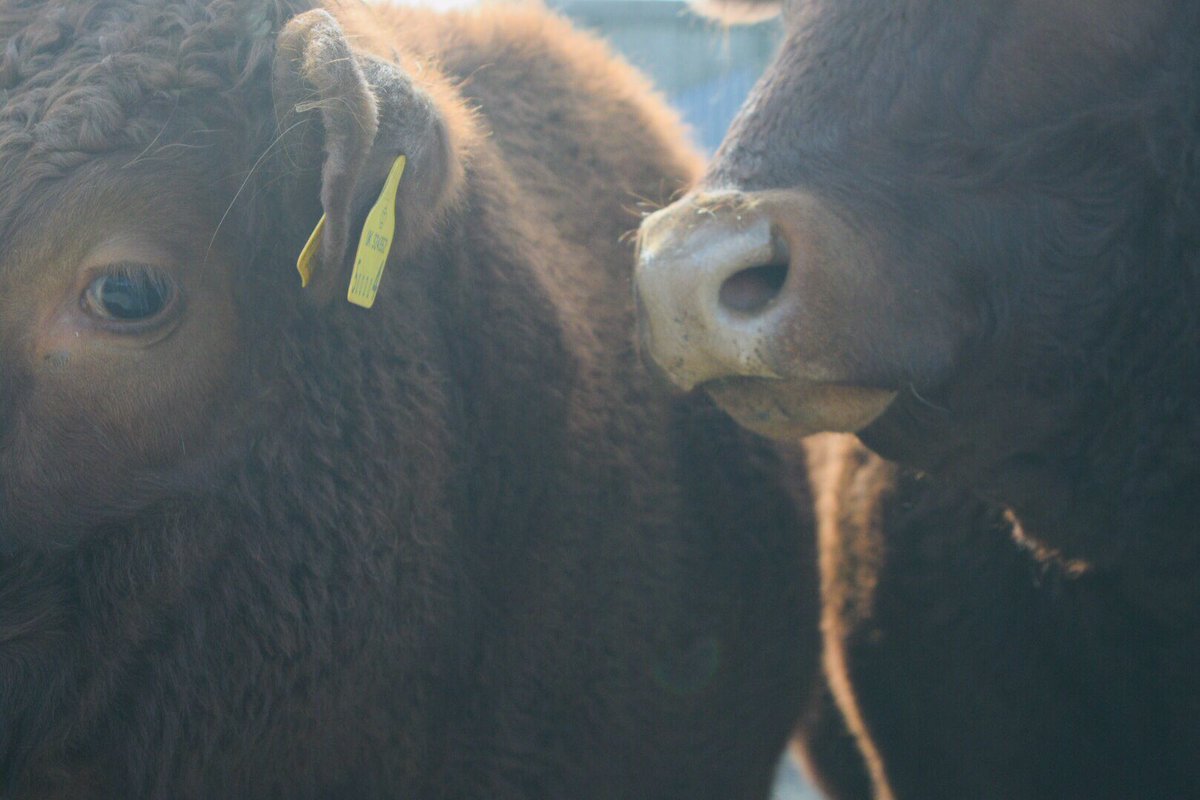 Lillady's tweet photo. Cattle getting impatient, vet was booked for 8:30 for pre movement test, but now coming at 12 due to an emergency π¨ π hang in there ladies and gents! #native #nativebreeds #teambeef #rubyreddevon #southdevon https://t.co/Pz2oFkQ3Ml