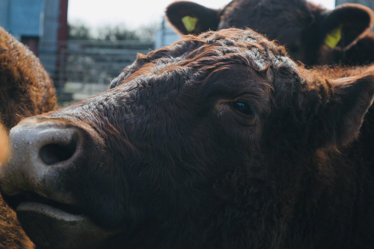 Lillady's tweet photo. Cattle getting impatient, vet was booked for 8:30 for pre movement test, but now coming at 12 due to an emergency π¨ π hang in there ladies and gents! #native #nativebreeds #teambeef #rubyreddevon #southdevon https://t.co/Pz2oFkQ3Ml