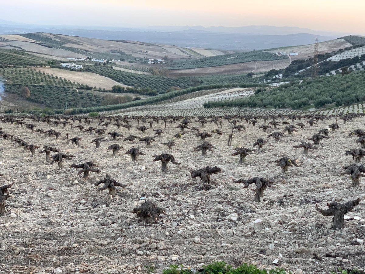 vinosdomm's tweet photo. Terminábamos la jornada de ayer junto a D.Miguel @CruzMarqus en @LagarBlanco 

Curso de Técnico especialista en vinos y vinagres DOP #MontillaMoriles https://t.co/p2hFBtG7nc