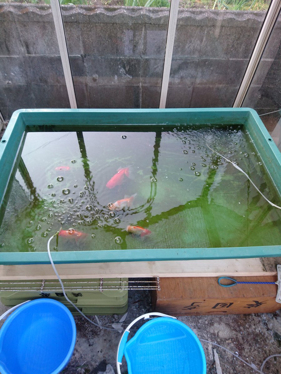 Jin Na Twitteru 金魚の引っ越し無事完了 金魚ハウスはじめました Jin Na Twitteru 金魚の引っ越し無事完了 金魚ハウスはじめました