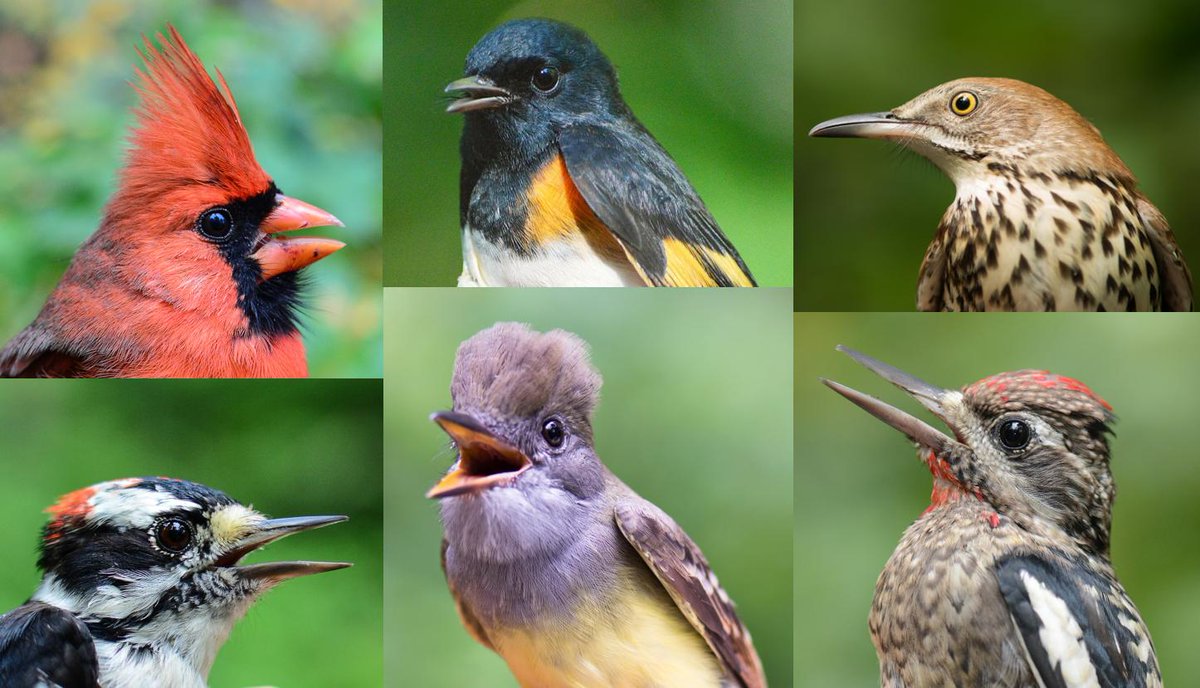 We open for spring on April 23! We will be open through May 25, six days per week (weather permitting). On Tues/Thurs/Sat we will band at BULA, and on Wed/Fri/Sun you can join us at <a href="/ABR_CMERC/">Corey Marsh Ecological Research Center</a>. Email burkelakebanding@gmail.com to schedule your group visit today!