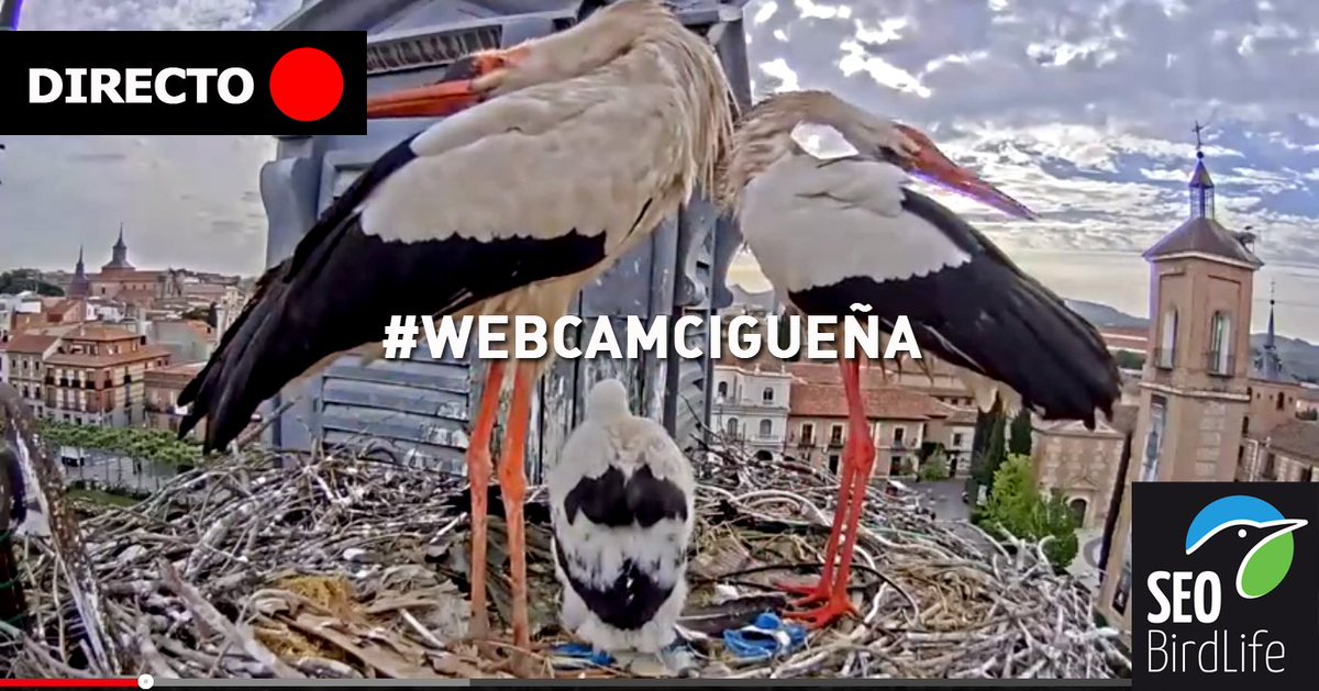 SEO_BirdLife's tweet photo. Por fin! ponemos en marcha la #webcamcigüeña de las famosas cigüeñas blancas youtubers del @AytoAlcalaH 
DIRECTO 🔴 https://t.co/qIx5JUcWEE
#webcamSEO https://t.co/PFj3EPD1MV