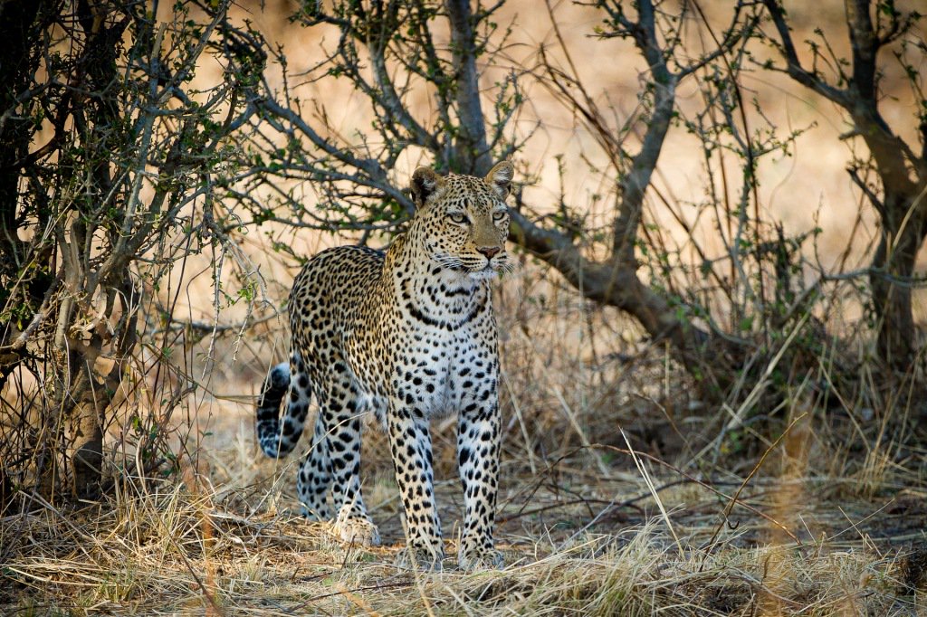 capinafrica's tweet photo. Seeing a graceful leopard in one of Africa's best leopard viewing areas... South Luangwa Zambia. A safari is truly a dream maker.

Enquire - info@capturedinafrica.co.za
#ExclusiveSafaris https://t.co/aSSR8FHyMu