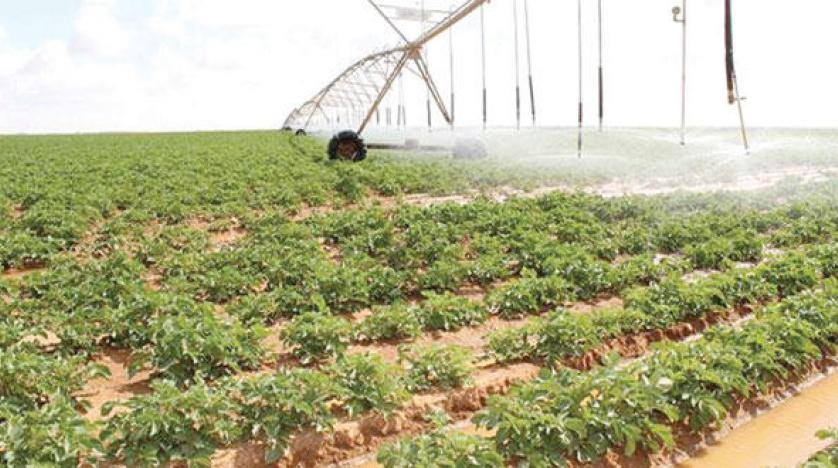 ihyalibya2030's tweet photo. #Food_Security is among the most important components that the @ihyalibya2023 vision seeks to achieve by establishing a national strategy to balance local production with domestic and foreign investment in agriculture.
#Together_for_prosperous_Libya
#Transformation_Projects https://t.co/iO6q13vpli