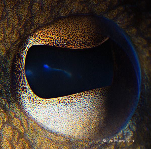 0xiolo's tweet photo. Extreme Close-Ups of Animal Eyes by Armenian Photographer Suren Manvelyan (Blue-Yellow Macaw Parrot, Octopus, Husky Dog, Catfish) https://t.co/NCX9WrHkXi