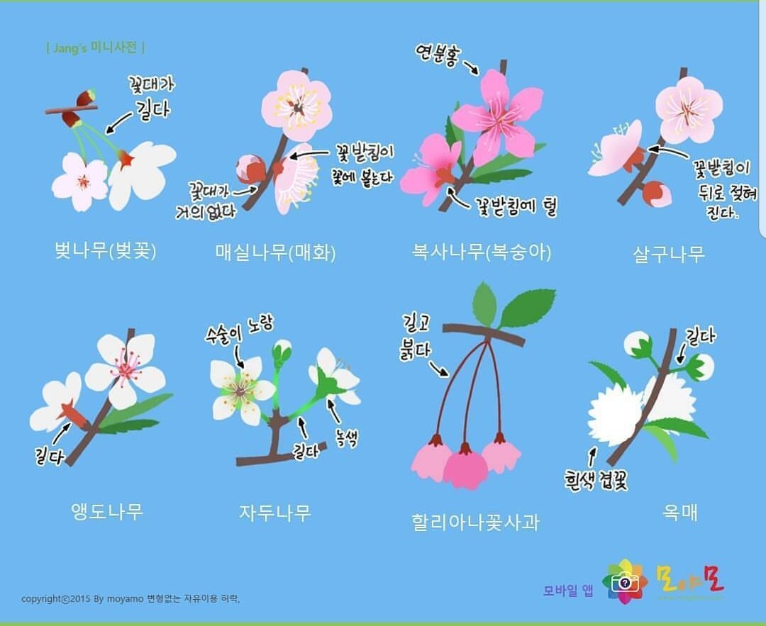 ngng_cat's tweet photo. 비슷한 꽃들 정리해 놓은 자료
출처.모야모

정말 유용합니다👍

살구 매실 복사 앵도는 항상 헷갈려요😭 https://t.co/gUdgwxIbV8