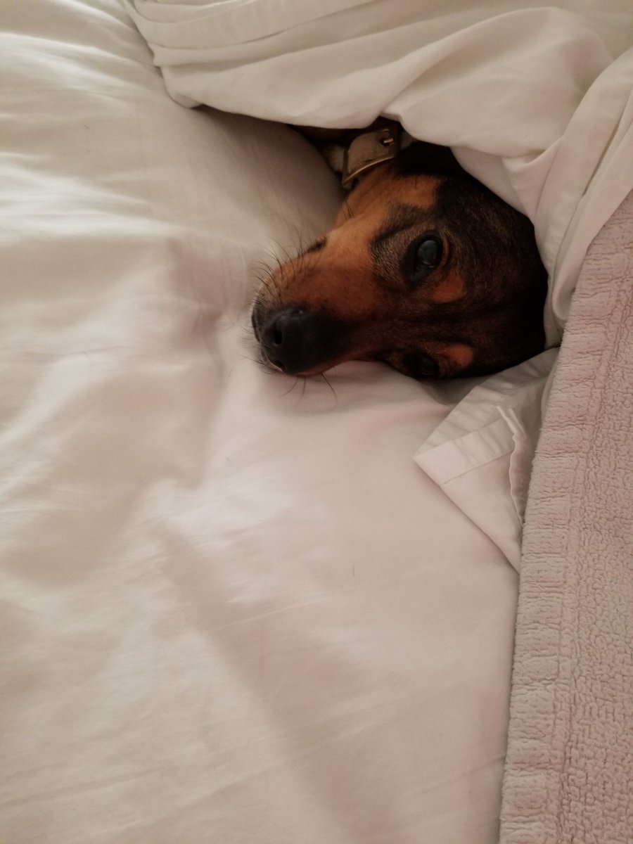 bmeade764's tweet photo. She doesn't want to leave my bed. She's cute, so I let her stay. #mydog #adogslife #spoiled #ijustwanttostayinbed #princesslife https://t.co/CLDjzRRTAP
