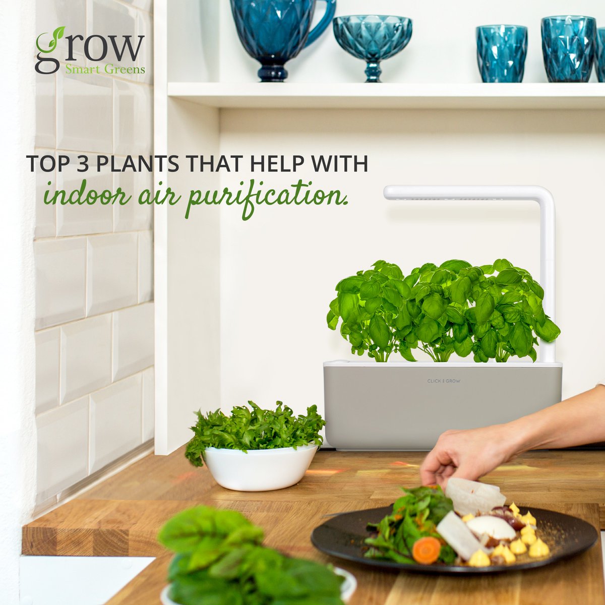 GrowSmartGreens's tweet photo. Here are the Top 3 Indoor air-purifying Herbal Plants with Medicinal Value!
https://t.co/w2tNY1DBLk
#cleanair #airpollution #climatechange  #environmentaljustice #airquality #globalwarming #ecofriendly https://t.co/n1Dtd3MDYI