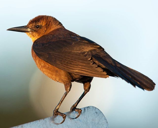 proyectoaveusa's tweet photo. This image is part of our series, Urban Birds, it is about the female of Boat-Tailed Grackle, registered in the City of Doral. # Miami # cityofdoral #birds #urbanbirds #audubon #plumage #ecology #photography #naturephotography https://t.co/gtEaGUR1VM