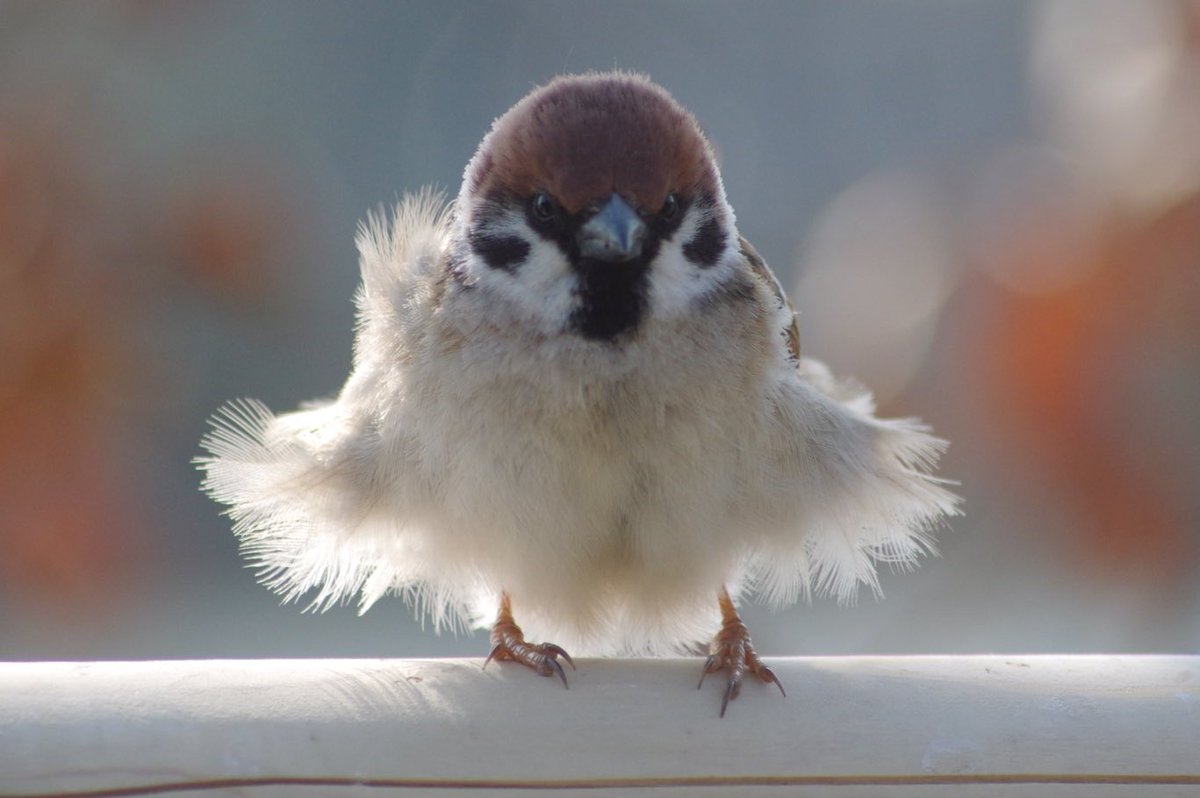 モフモフスーさん冬物ラストファッションショー
#雀 #スズメ #すずめ #sparrow #鳥 #小鳥 #野鳥 #bird #モフモフ https://t.co/vhylPX551d