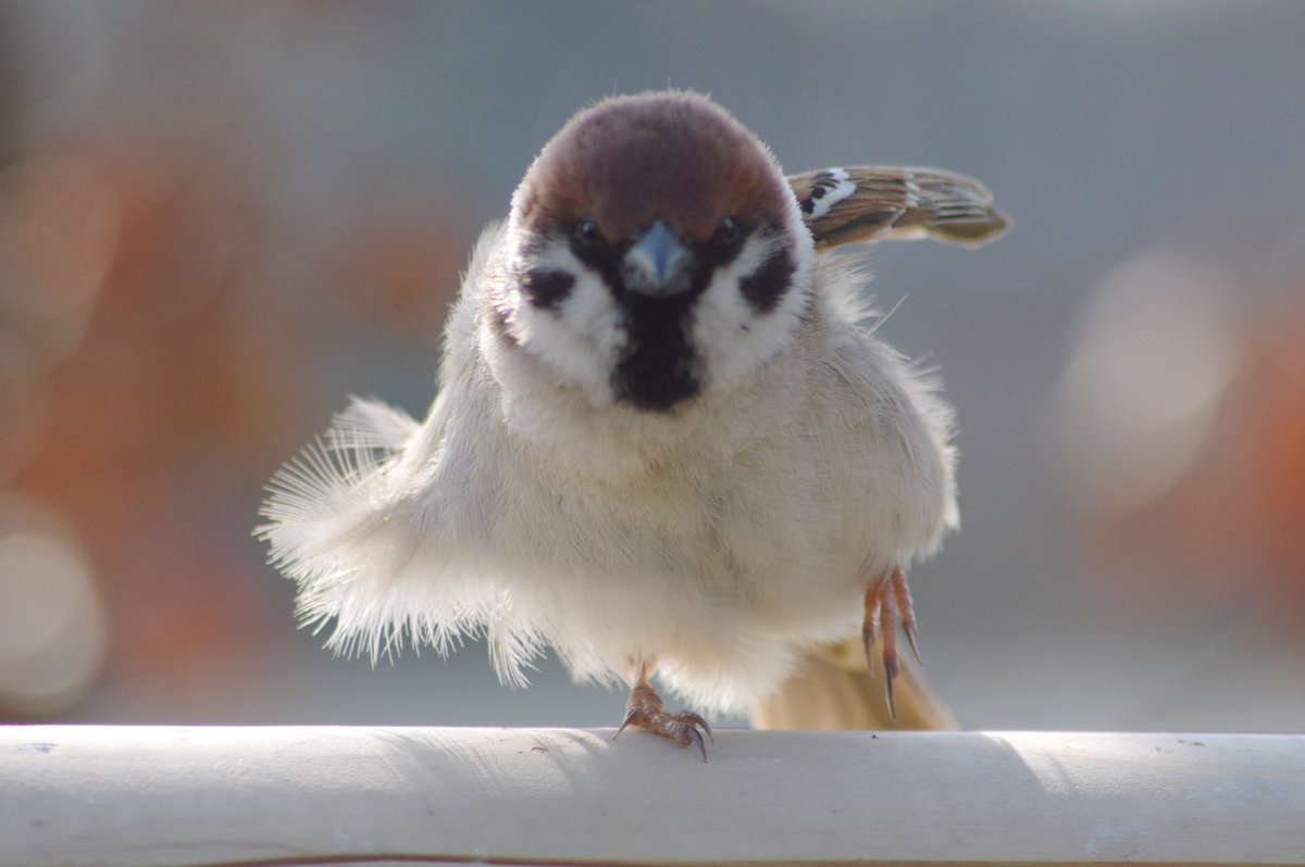 モフモフスーさん冬物ラストファッションショー
#雀 #スズメ #すずめ #sparrow #鳥 #小鳥 #野鳥 #bird #モフモフ https://t.co/vhylPX551d