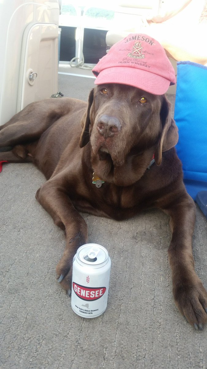 SenatorOMara's tweet photo. @GeneseeBrewery #Genesse the official beer of The Glen @WGI "Since before the track was even built, fans gathered in the streets with a Genny six-pack to watch the races"

(even preferred by Titan, RIP 😥, a good dog w good taste)

https://t.co/Q3pjbsE8A4 https://t.co/mjt4a4K3wU