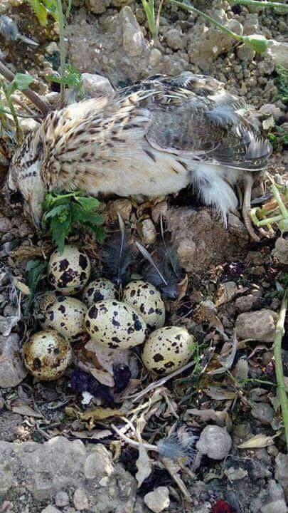 يا ريت شي سياسي يهتز ضميره ويمنع الصيد ويضرب بيد من حديد