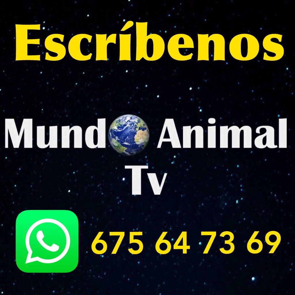 MundoAnimalTv4's tweet photo. ¡TENEMOS NÚMERO DE WhatsApp !

✔️675 64 73 69✔️

No dudes en ponerte en contacto con nosotros si necesitas ayuda o quieres denunciar algo públicamente.

          ¿QUIERES SER PARTE DEL CAMBIO?

Pásate por nuestro canal de Youtube y...
¡¡¡Suscríbete!!! https://t.co/PdMzGYkmIN https://t.co/isxJkKiLck