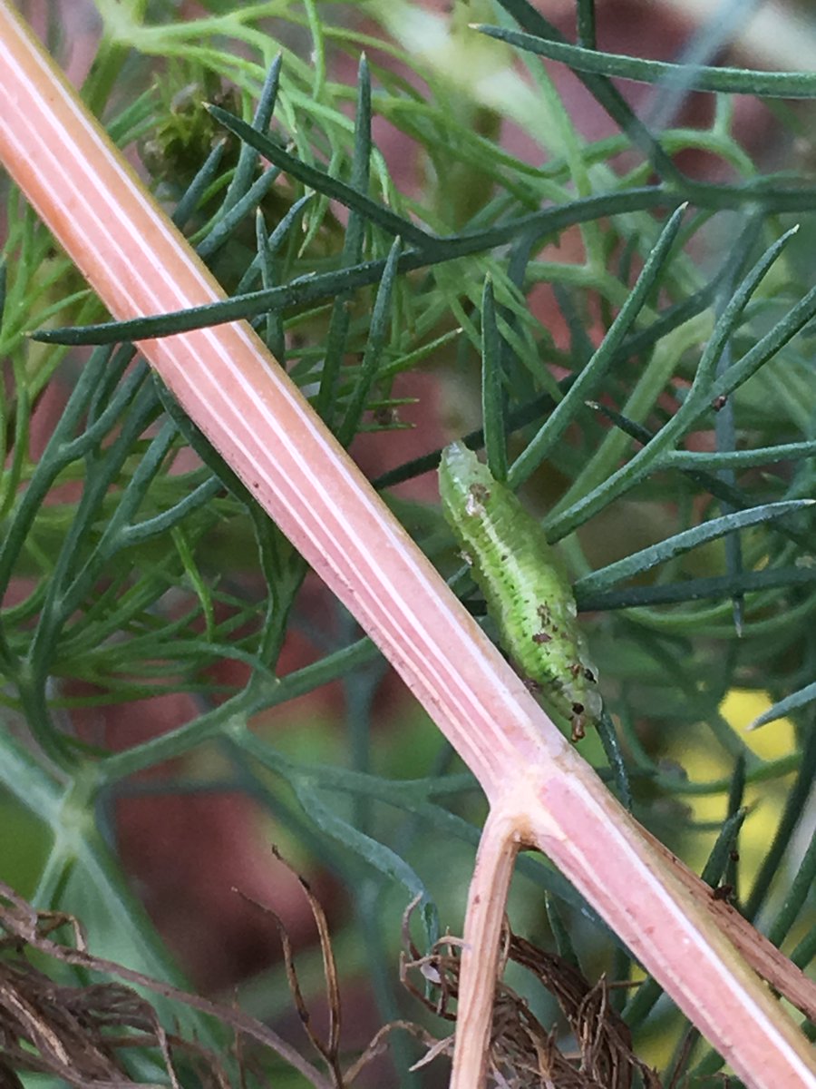 PascoExt's tweet photo. It’s time for everybody’s favorite #TuesdayTrivia game – #GoodBug – or – #BadBug?

Let's say you found this crawling around on one of your dill plants. Do you let it stay?

~~~~~~~~~~~~~

#UFBugs  #FloridaFriendly https://t.co/ItVRLmVACI