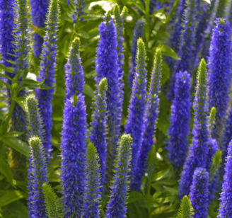 tulsagardeners's tweet photo. Only 8 more days to get this wonderful perennial to bring you joy year after year. And, butterflies love them! Click here to shop. https://t.co/tXwvDBQjJj https://t.co/PRr1KO5ld3