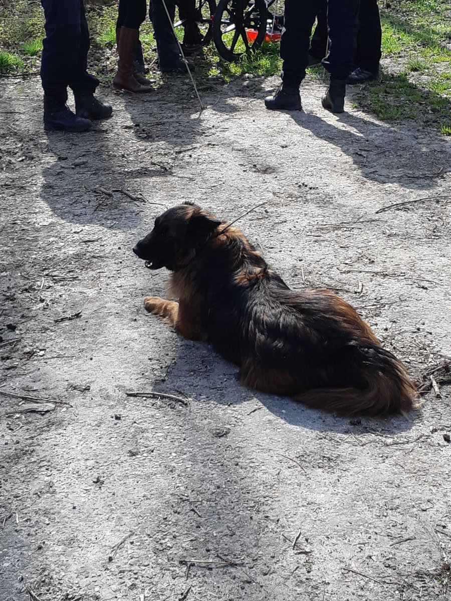 POL_Zeeland's tweet photo. De zoekactie op de tweede plek gaat zo beginnen. We zijn nu bij #NummerEen. Er wordt ook gezocht door honden. Deze hond draagt een zender met gps. Later kunnen we de plaatsen in kaart brengen waar de hond heeft gelopen. https://t.co/OUIbv4v96M