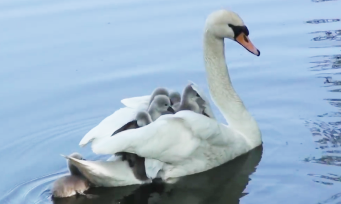 動物の習性図鑑 白鳥は雛を乗せて泳ぐ 白鳥は子供である雛を 背中に乗せて泳ぎます 驚くべき点は意外にも 背中に広い収納スペースがあります