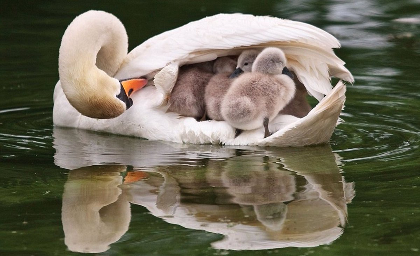 動物の習性図鑑 白鳥は雛を乗せて泳ぐ 白鳥は子供である雛を 背中に乗せて泳ぎます 驚くべき点は意外にも 背中に広い収納スペースがあります