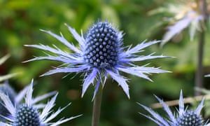 Some tips from the Guardian on how to get your garden to thrive this year...
buff.ly/2uv8hBz