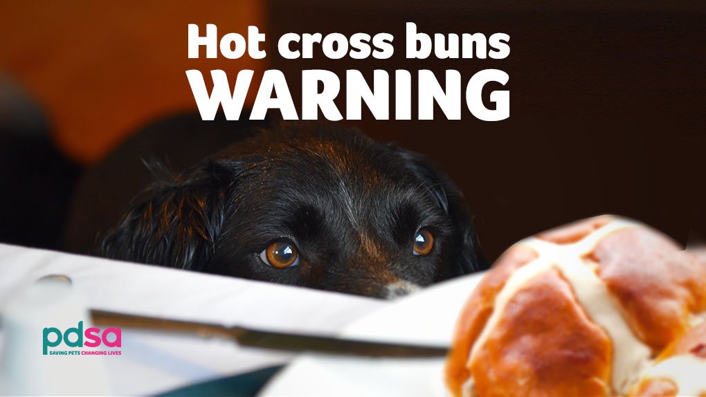 Are Currants And Raisins Bad For Dogs