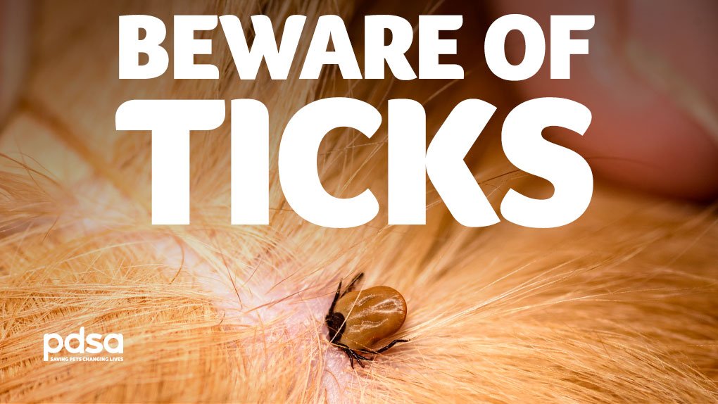 Dog walkers beware, #TickSeason is here! 

Ticks can carry dangerous diseases, so it's really important to check your dog after every walk. Our vets explain what to do if you spot one on your pet → bit.ly/2xAi1v7.
