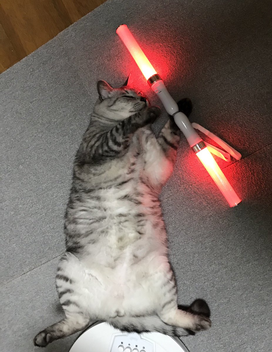 Noppy A Twitter すー 暗黒面 ダークサイド に堕ちる 猫 Cat ニャンコ おもしろい猫 猫好きさんと繋がりたい サバトラ 猫モフー