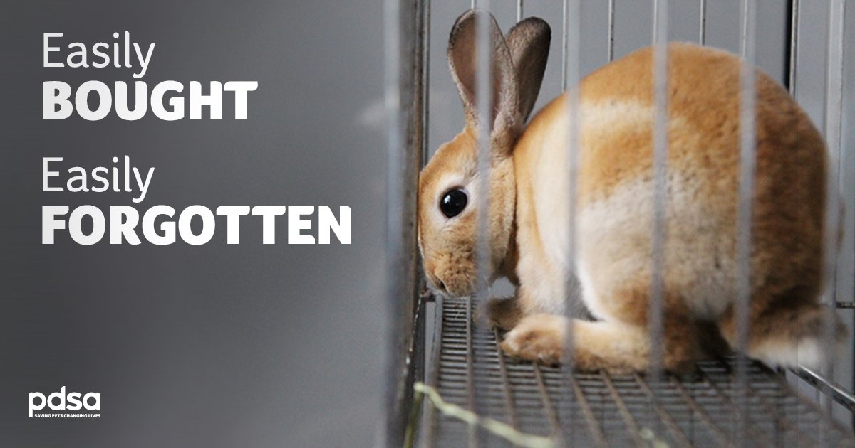 PLEASE RT – Don’t buy bunnies as #Easter presents! Sadly, they are the nation’s ‘forgotten pets’ – hundreds of thousands are living alone, in tiny hutches, on the wrong type of food. This is down to owners not being clued up on what’s needed to make them happy. #NotJustForEaster