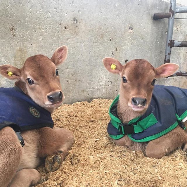 It’s a good day for a sunny snuggle! (📸: @richardsonfamfarmer) #cabotfarmers #cabotcheese #cabotcows #farmlove ift.tt/2WoaDhJ