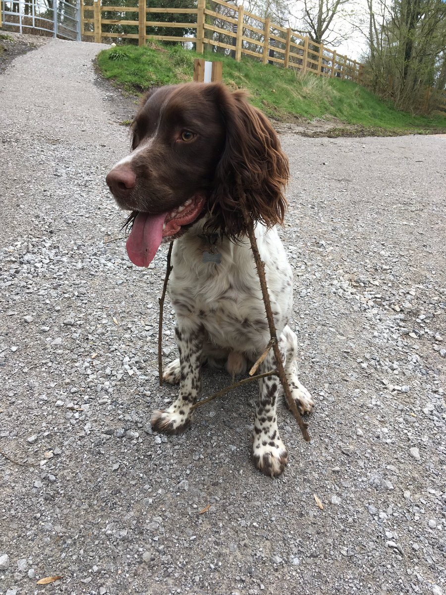 ItsAll_Geek2Me's tweet photo. #SpanielProblems as we transition from winter walks (mud) to spring (branches stuck on fur). 😆 https://t.co/bBQx1MK1Oi