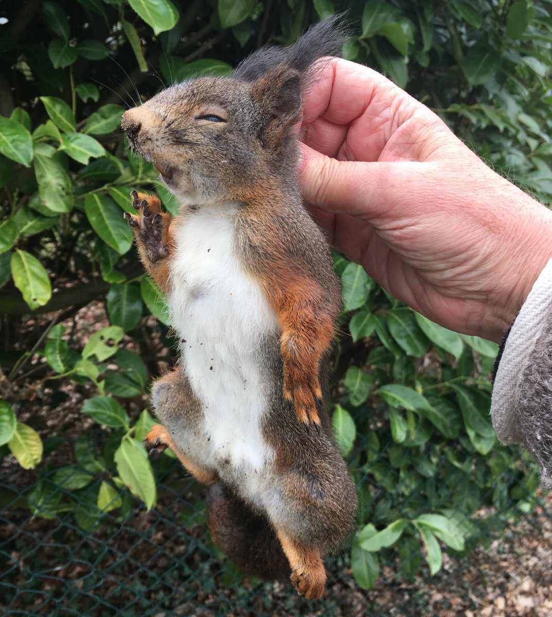 Helaas worden er in onze wijk de laatste jaren enorm veel bomen gekapt. Dat heeft ondermeer tot gevolg dat de #eekhoorn zich steeds minder vaak kan verplaatsen via de boomtoppen. Meer verkeersslachtoffers dus. Treurig hoor @GemeenteGennep