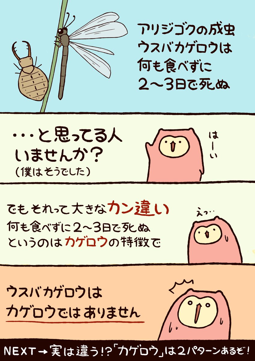 【カゲロウとウスバカゲロウは全く違う虫】
今まで「カゲロウ」という昆虫について色々と勘違いしていたので情報をまとめました 