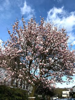 Nothing like a sunny day to bring out the blossom #HampsteadInBloom #Hampstead
