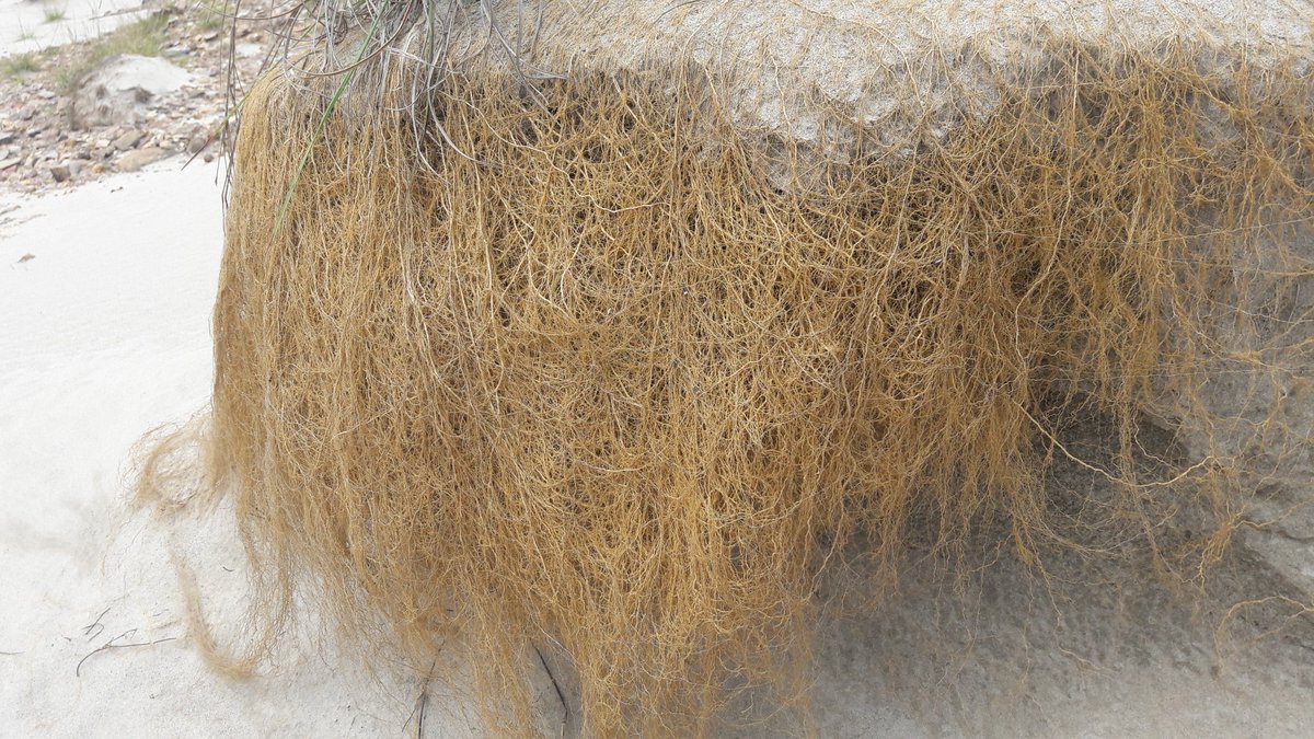 IlungaEdouard's tweet photo. #DRC, #Kolwezi, #copper. Old #tailing, dominated with #Microchloa altera a candidate species for #phytostabilisation. https://t.co/94foTKp3S9